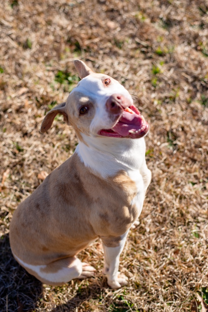 Enlarge Dottie, a Adoptable mixed breed in Lancaster, SC image 11/12