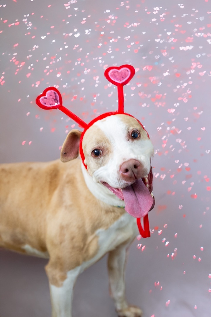 Enlarge Dottie, a Adoptable mixed breed in Lancaster, SC image 12/12