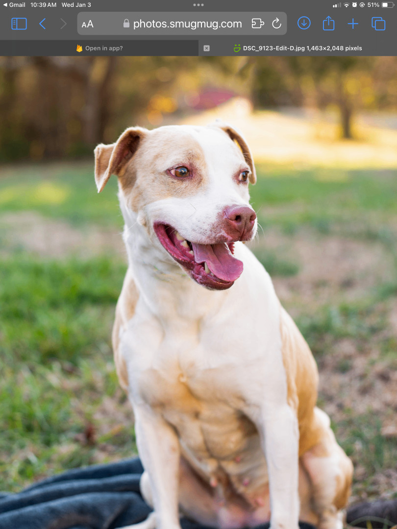 Dottie, a Adoptable mixed breed in Lancaster, SC image 2/12