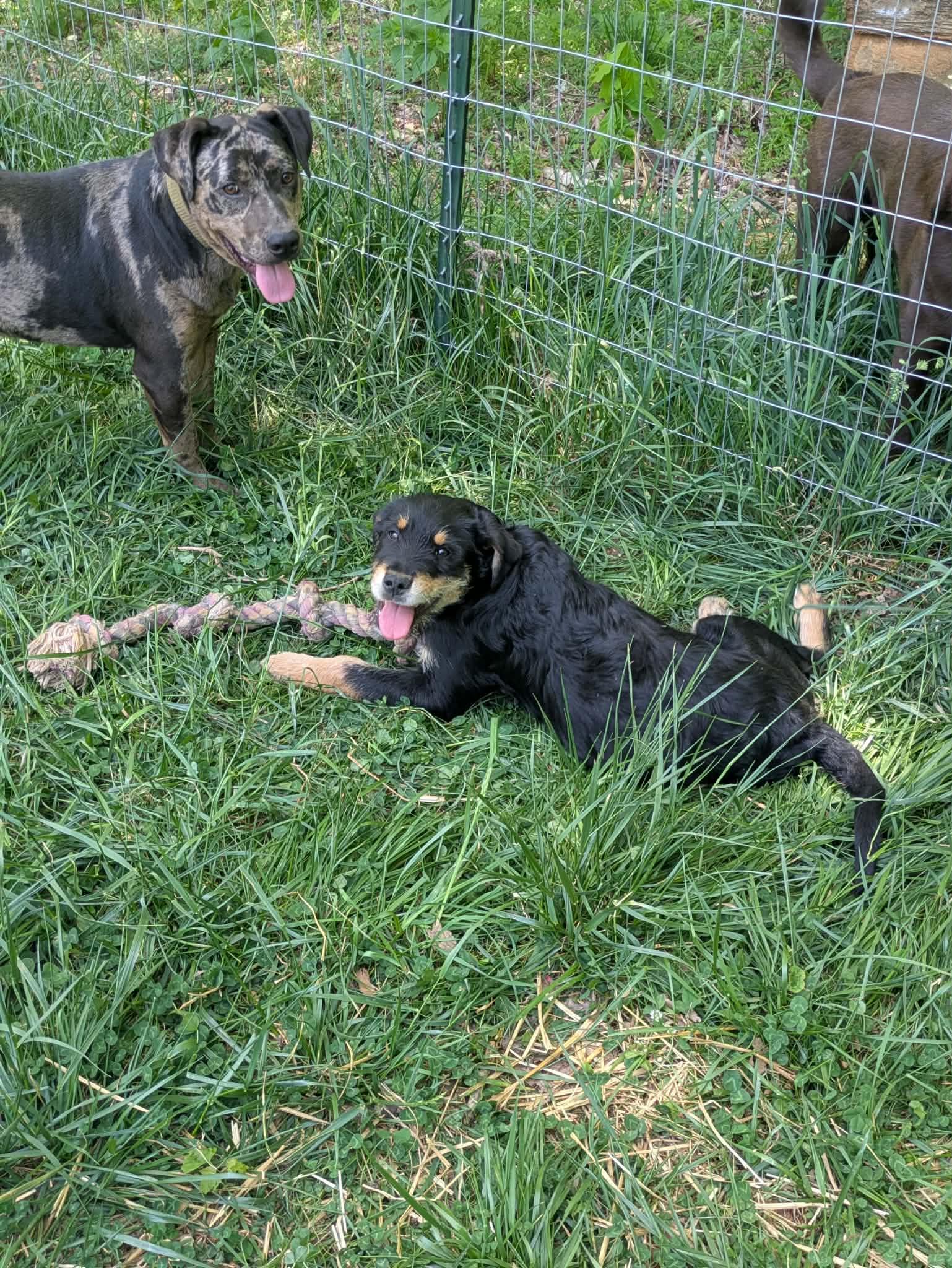 Heidi, an adopted mixed breed in Hilham, TN image 4/6