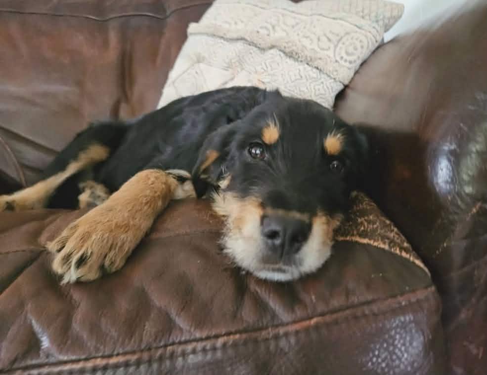 Heidi, an adopted mixed breed in Hilham, TN image 6/6