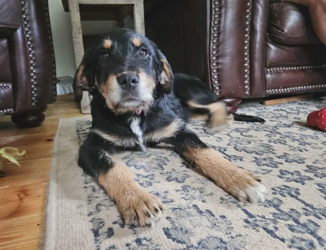 Heidi, an adopted mixed breed in Hilham, TN image 1/6