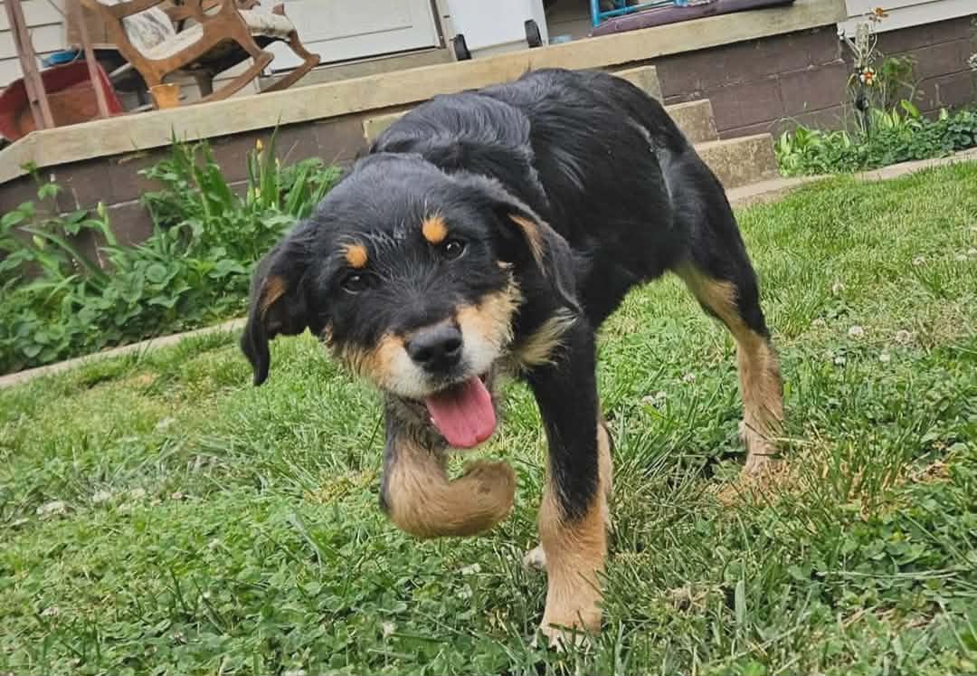 Heidi, an adopted mixed breed in Hilham, TN image 2/6