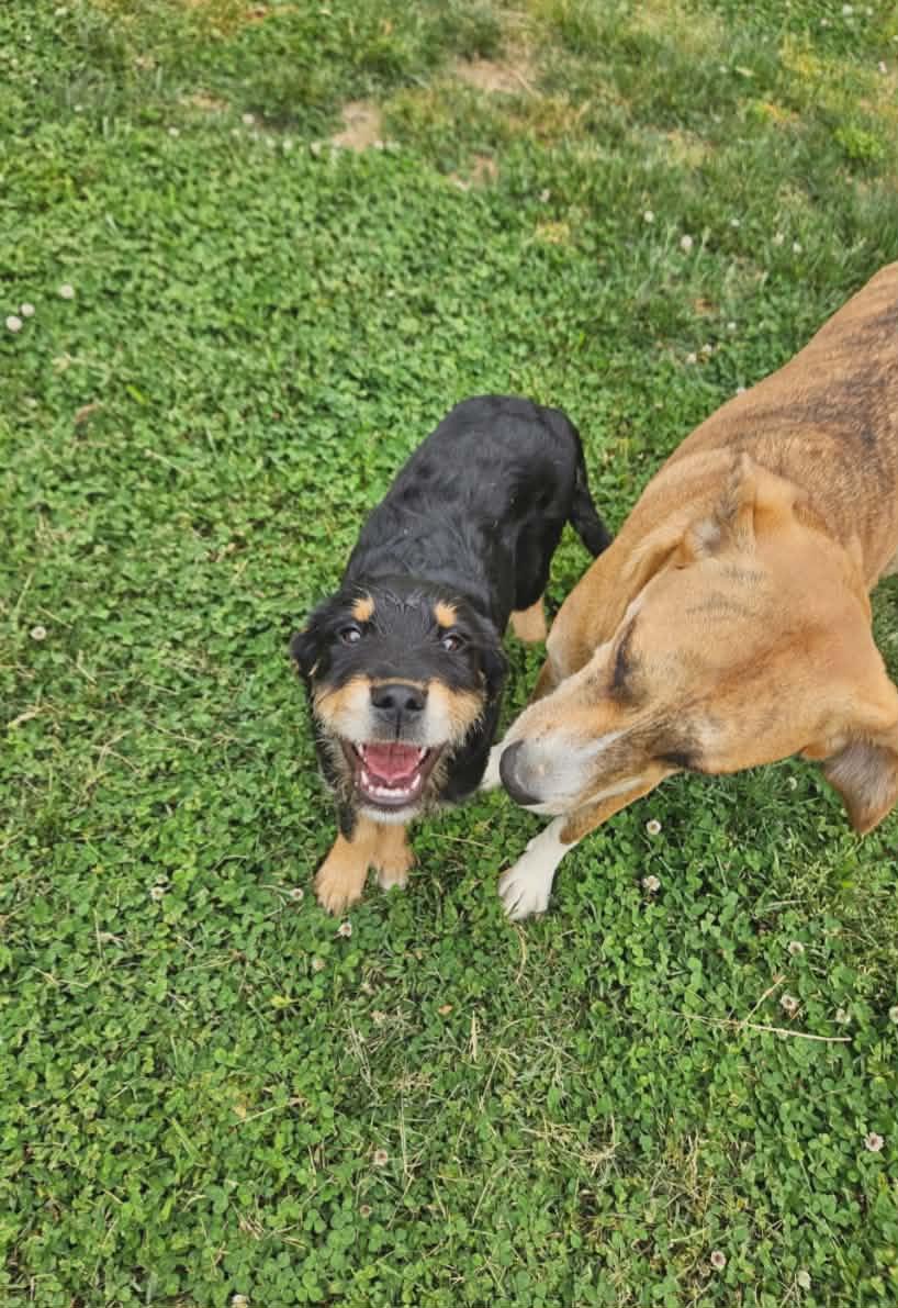 Heidi, an adopted mixed breed in Hilham, TN image 5/6
