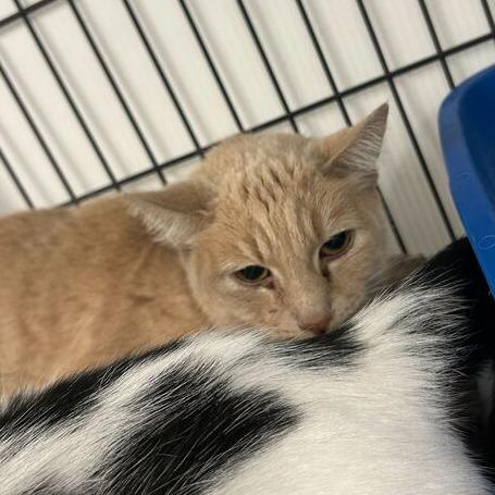 Enlarge Sarah, a Adoptable Domestic Short Hair in Davenport, IA image 1/2