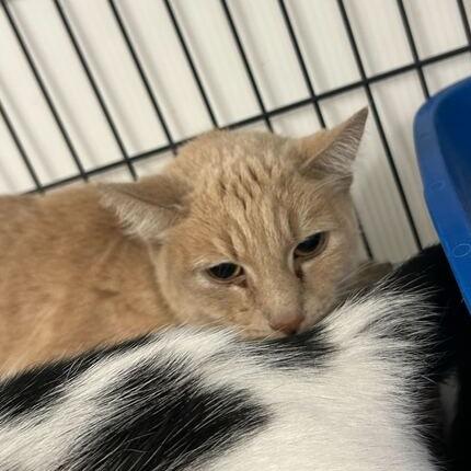 Enlarge Sarah, a Adoptable Domestic Short Hair in Davenport, IA image 2/2