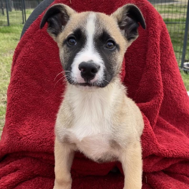 Susan, Adoptable, Puppy Male German Shepherd Dog.