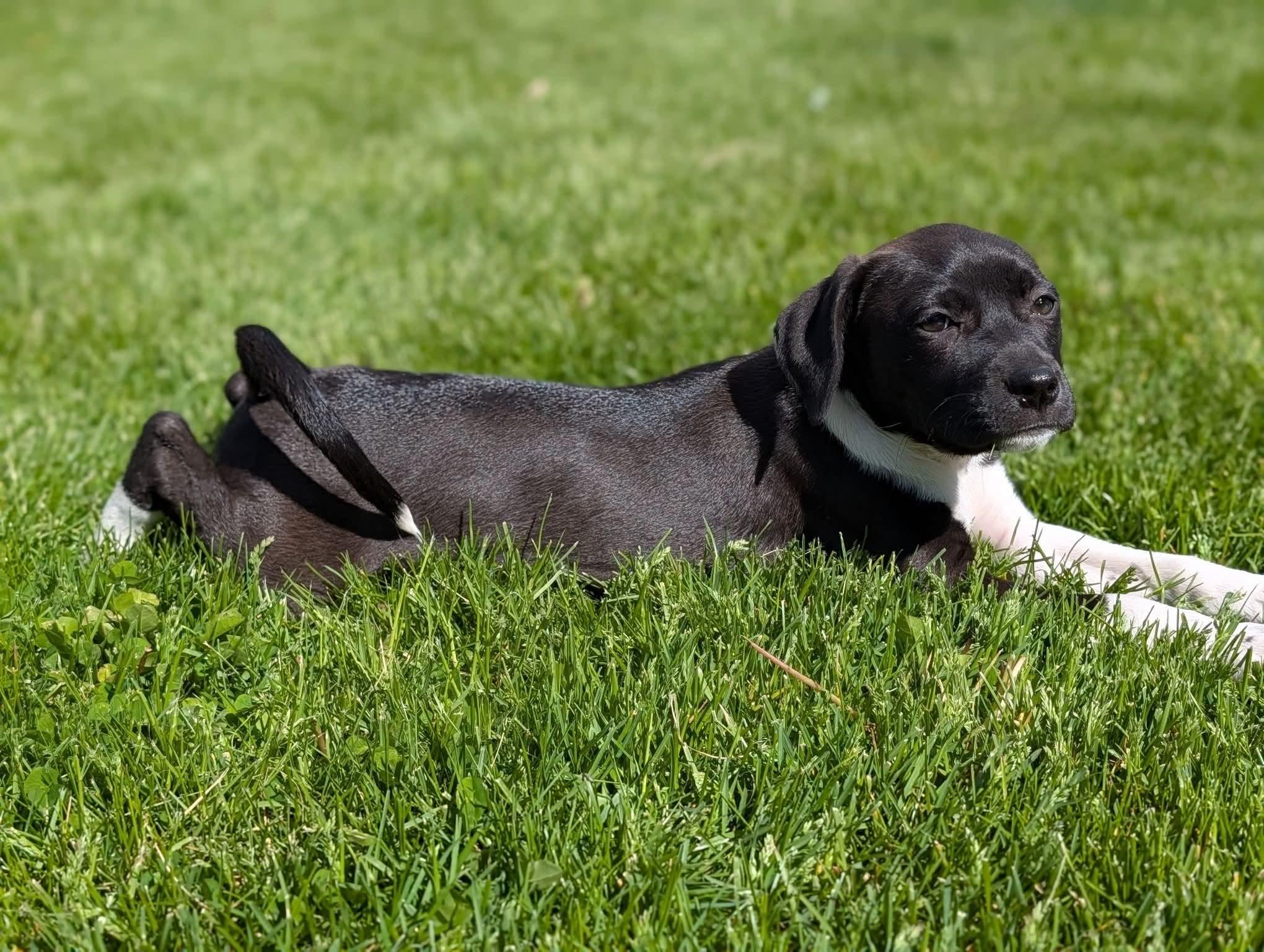 Enlarge Wren, a ADOPTABLE mixed breed in Byron, IL image 2/2
