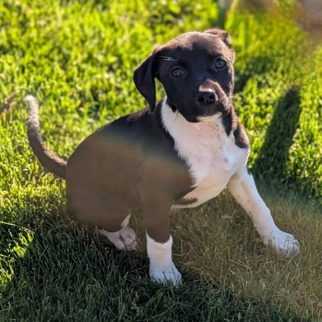 Wren, ADOPTABLE, Puppy Female Labrador Retriever.