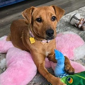 Fox, adopted, Puppy Female Hound.