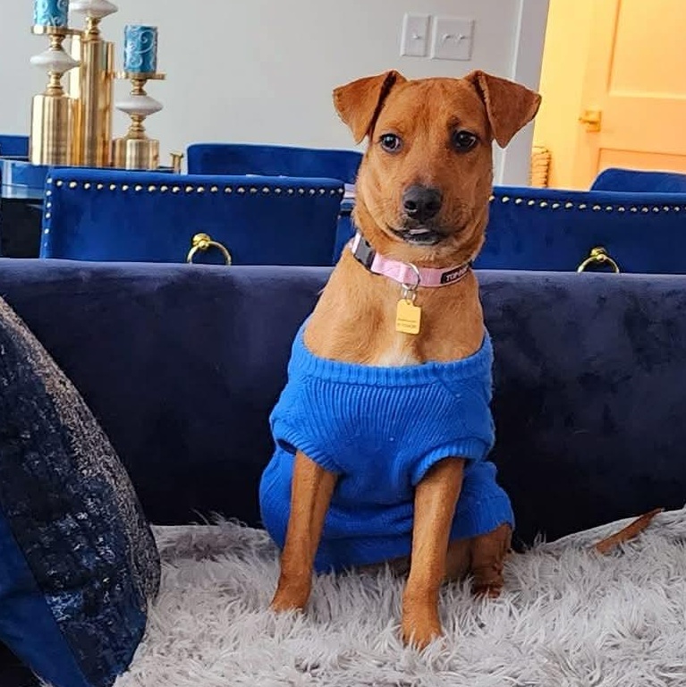 Fox, an adopted mixed breed in Mora, MN image 2/5