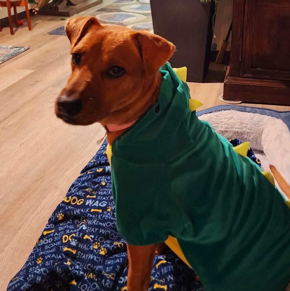 Fox, an adopted mixed breed in Mora, MN image 3/5