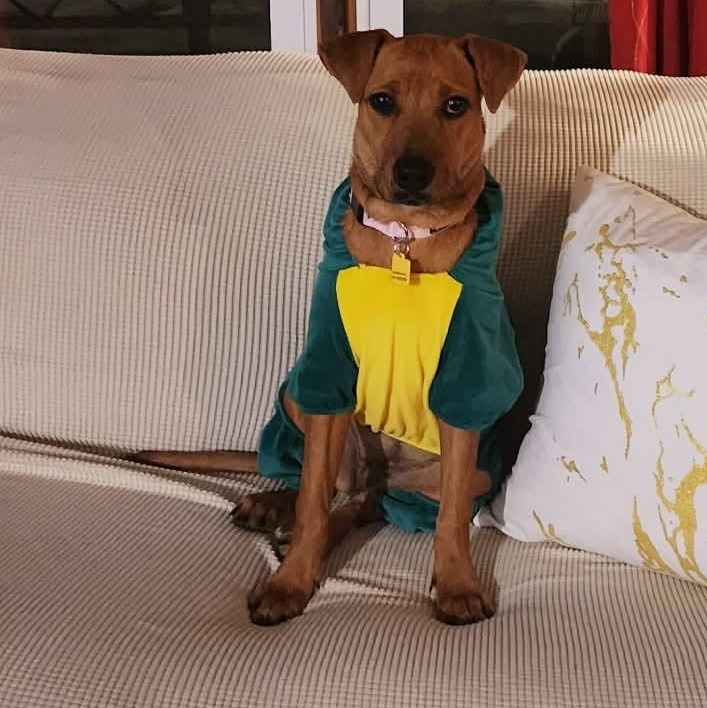 Fox, an adopted mixed breed in Mora, MN image 4/5