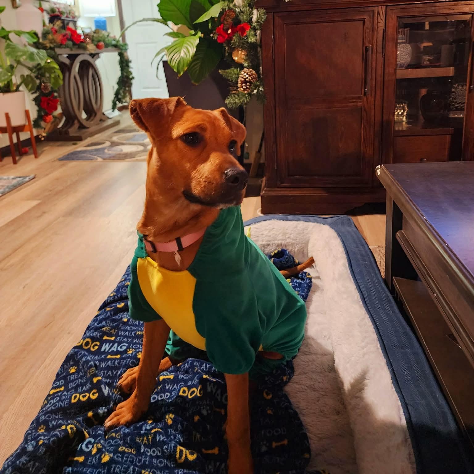 Fox, an adopted mixed breed in Mora, MN image 5/5