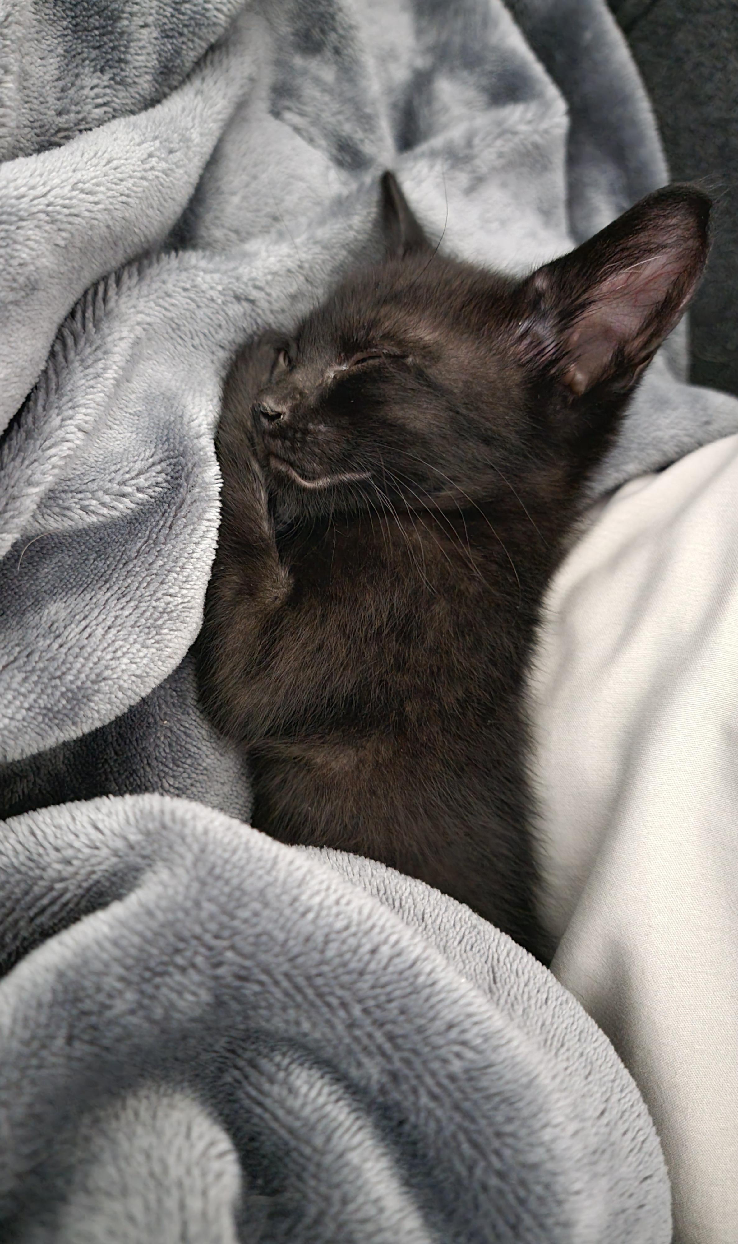 Licorice, Adopted, Young Female American Shorthair.