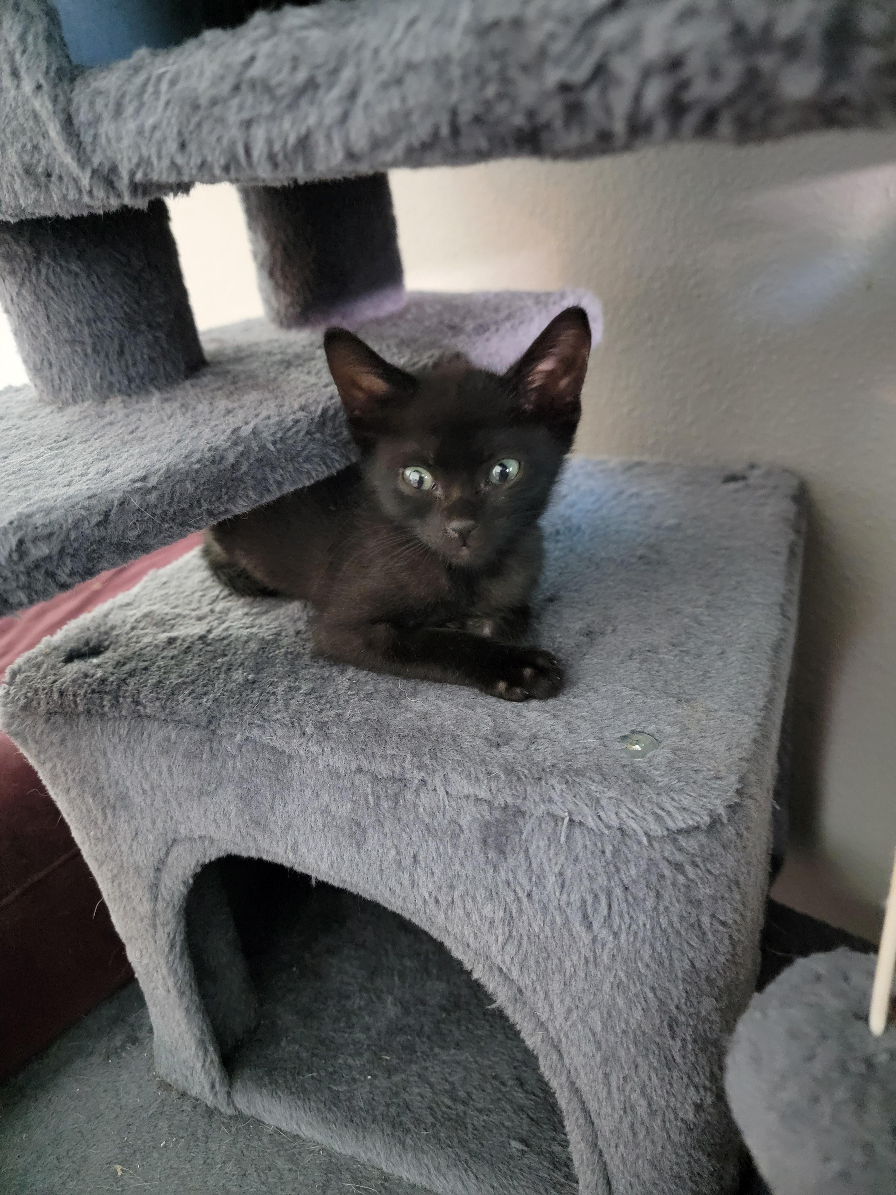 Licorice, a Adopted mixed breed in St Petersburg, FL image 2/6