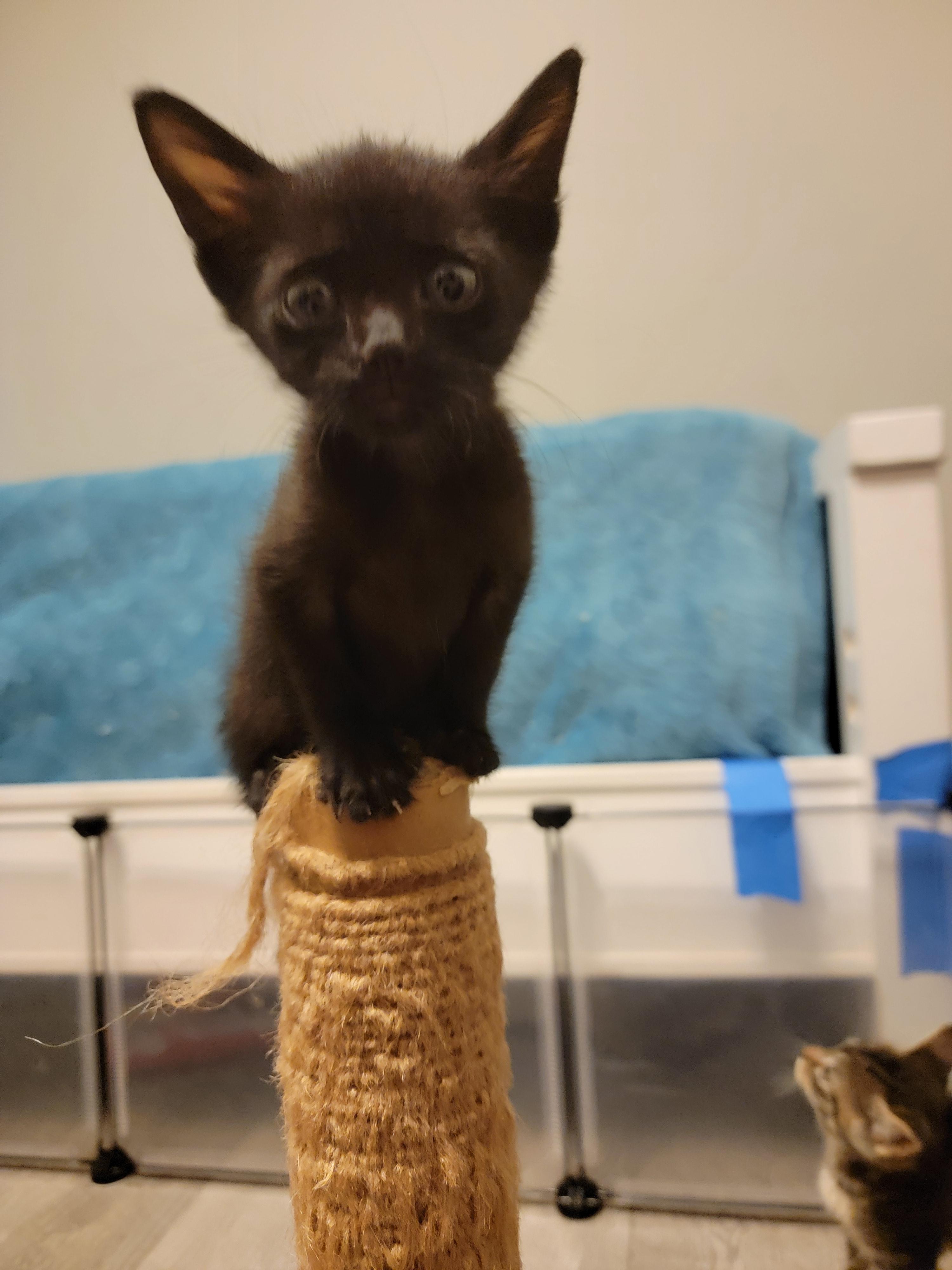 Licorice, a Adopted mixed breed in St Petersburg, FL image 3/6