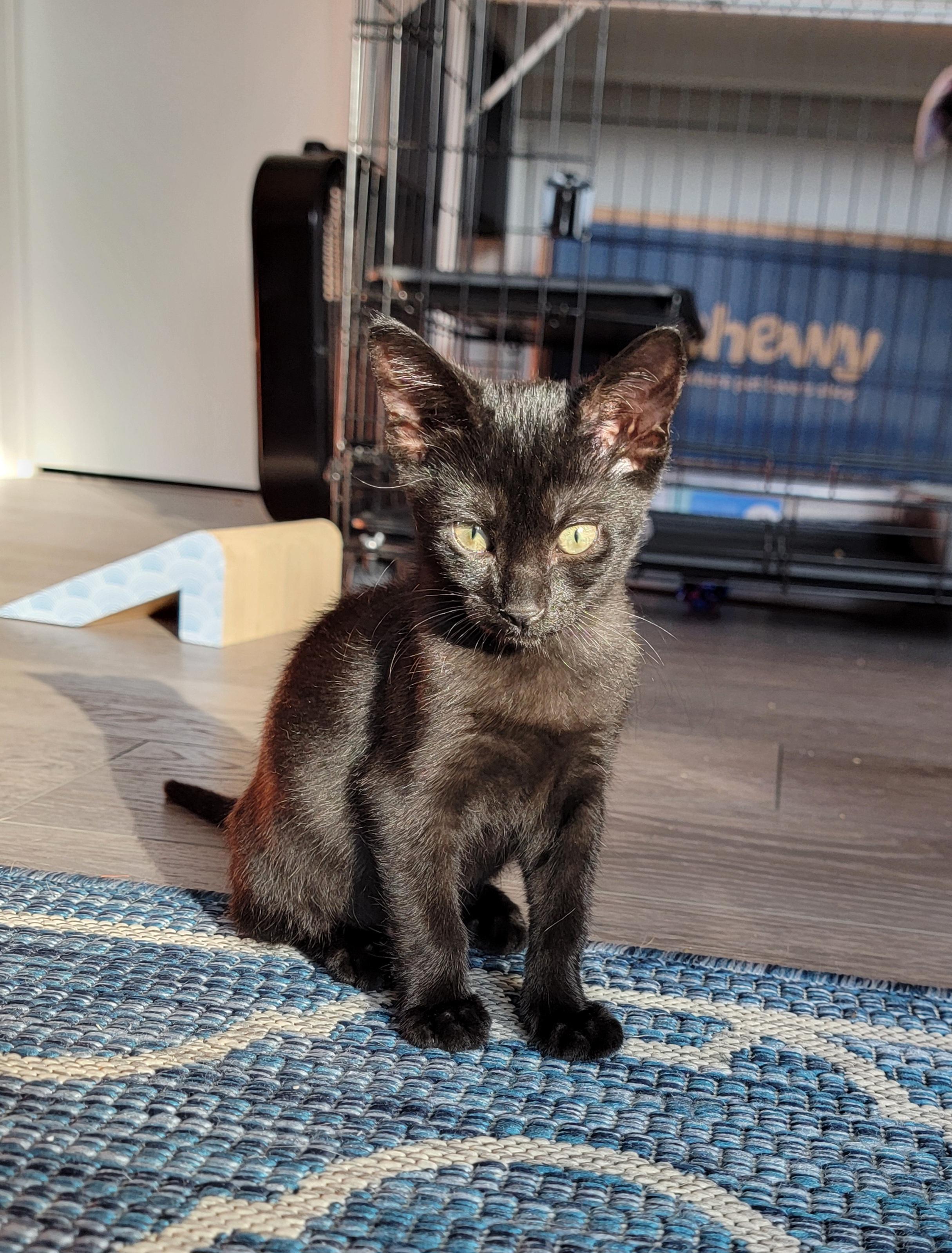 Licorice, a Adopted mixed breed in St Petersburg, FL image 5/6