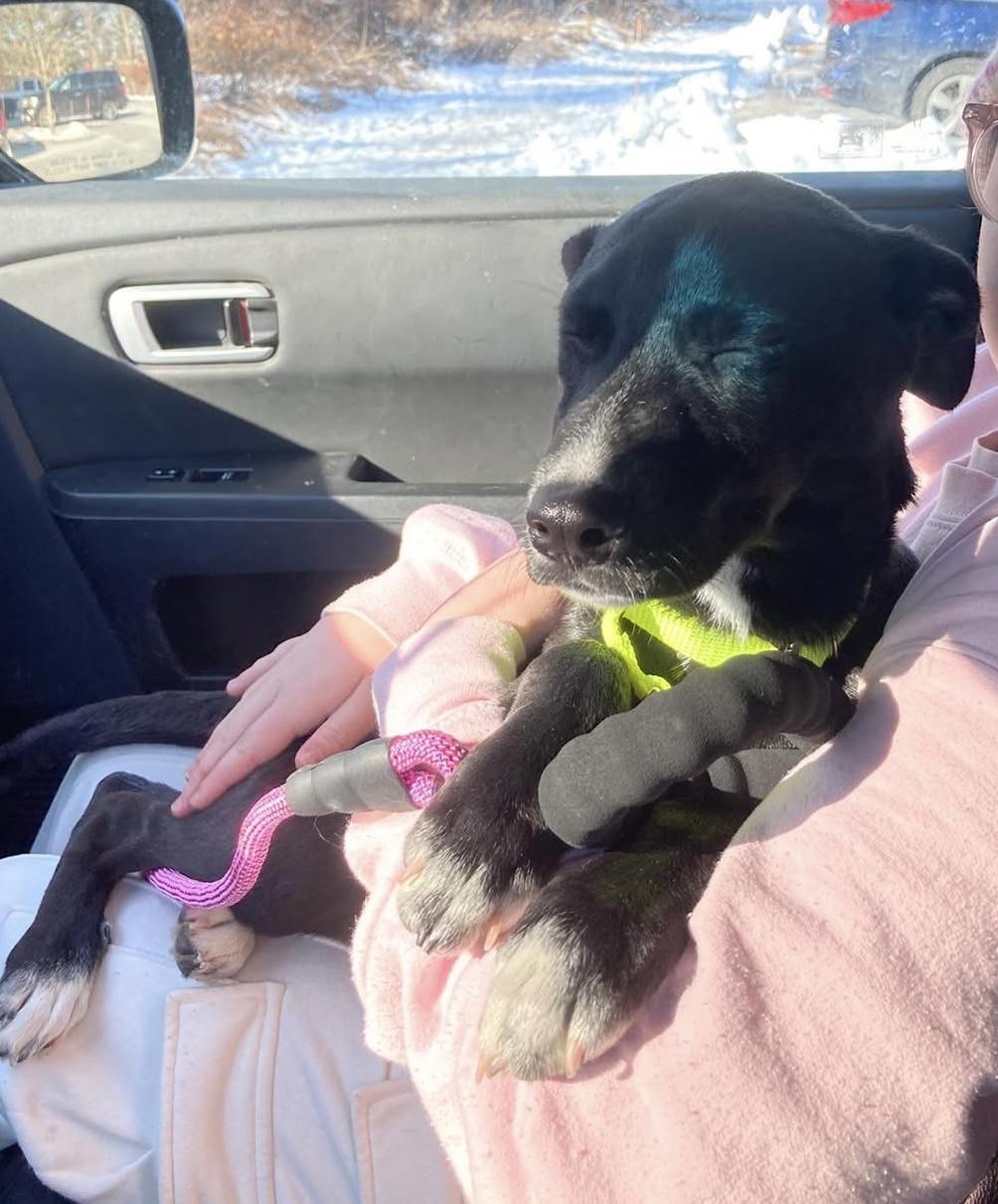 Enlarge Hayley, a Adoptable mixed breed in Pembroke, MA image 4/4