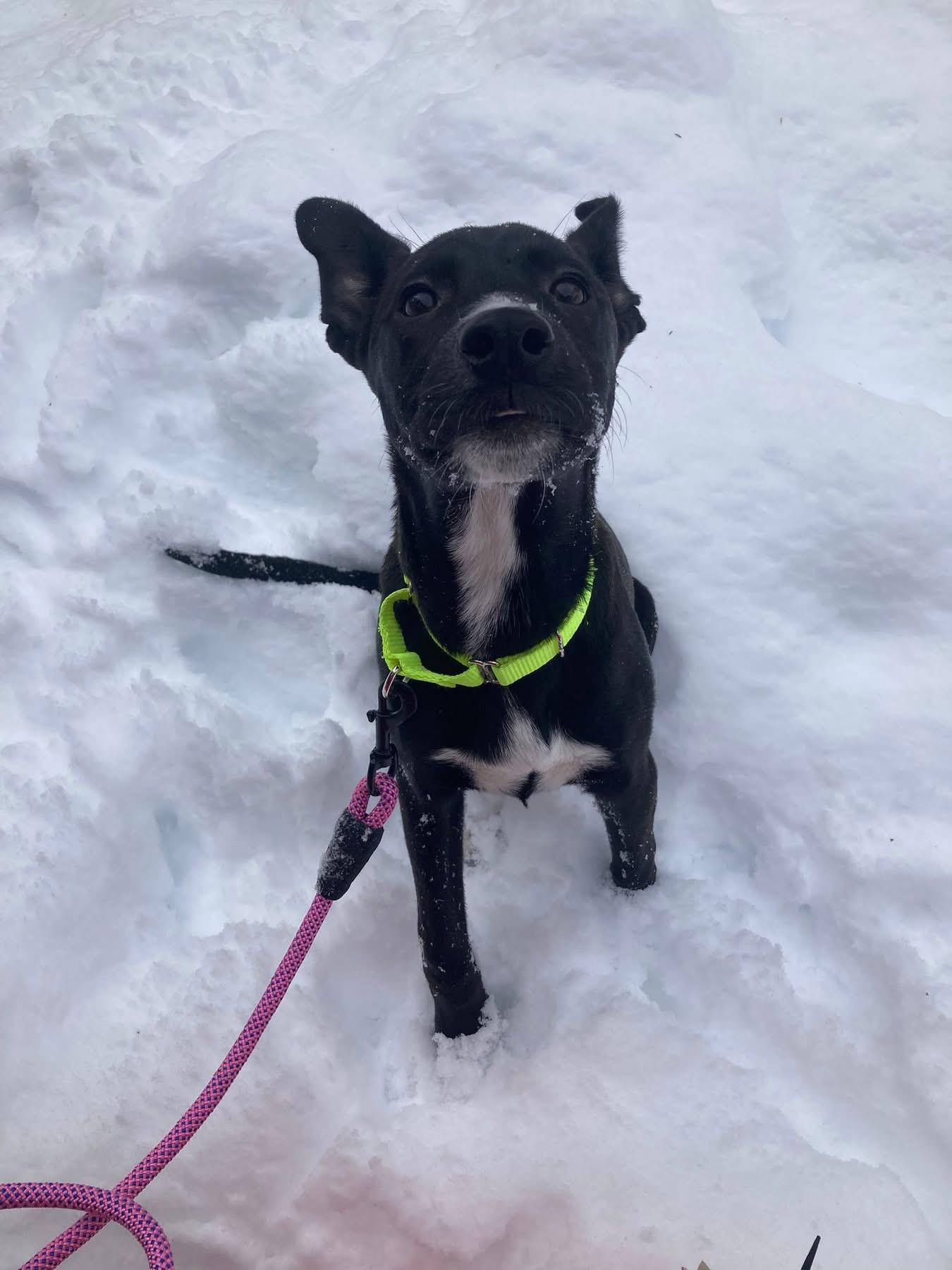 Enlarge Hayley, a Adoptable mixed breed in Pembroke, MA image 3/4