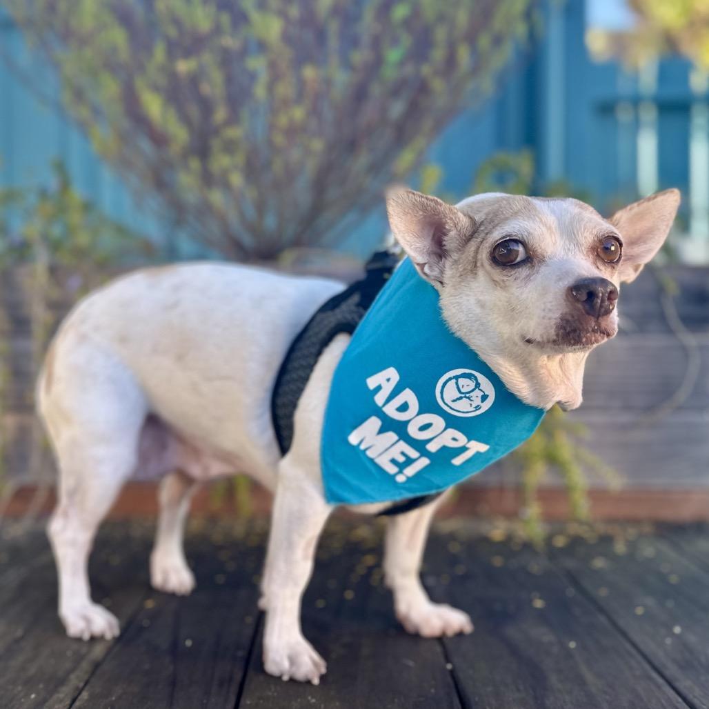 Leaf, a Adoptable Chihuahua in Pacific Grove, CA image 1/6