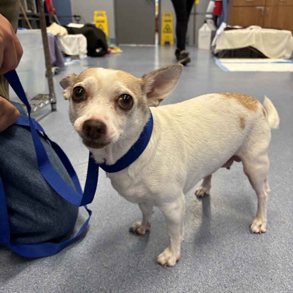 Leaf, a Adoptable Chihuahua in Pacific Grove, CA image 3/6