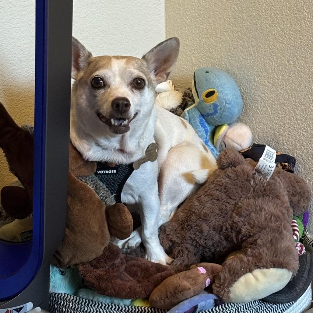Leaf, a Adoptable Chihuahua in Pacific Grove, CA image 4/6