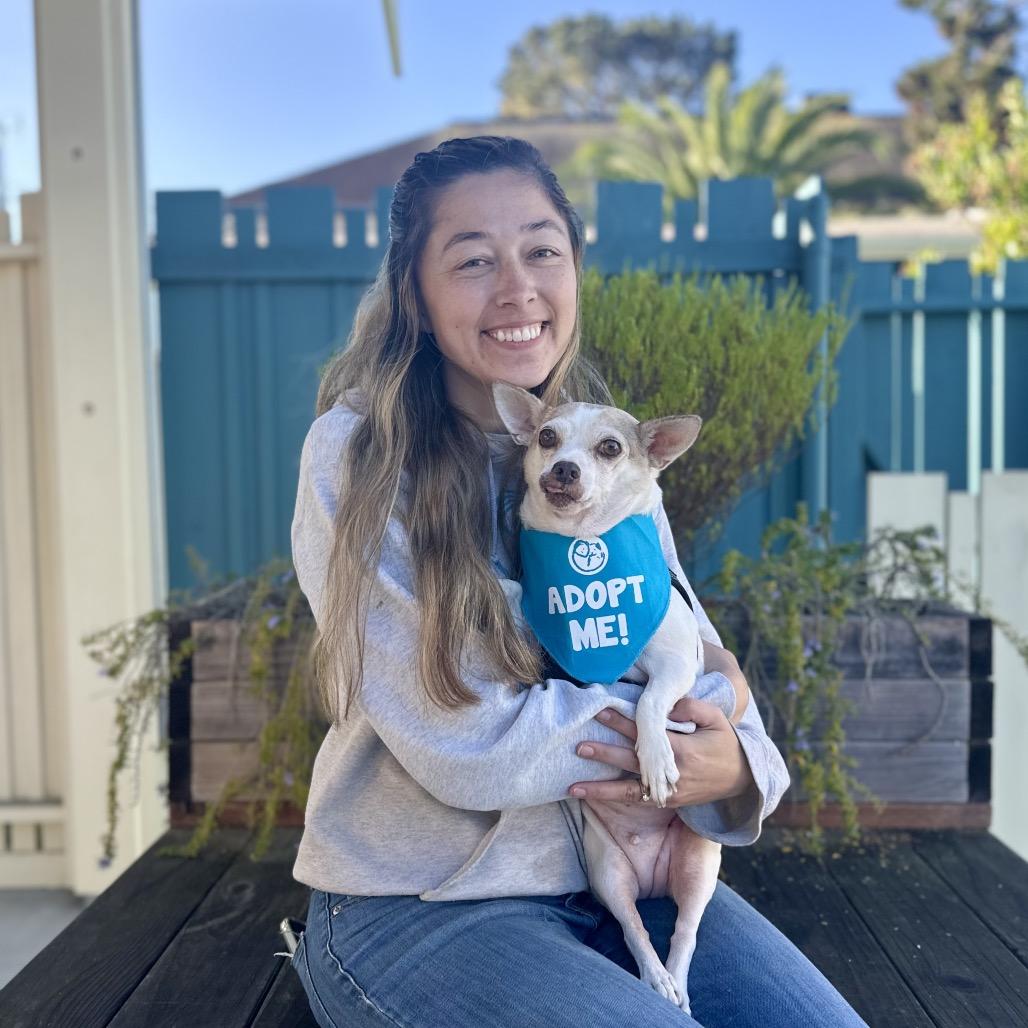 Leaf, a Adoptable Chihuahua in Pacific Grove, CA image 6/6