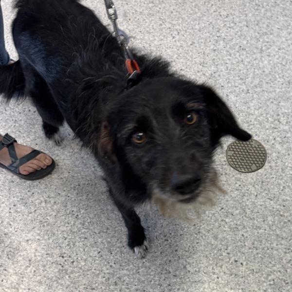 Enlarge Bear, a Adoptable mixed breed in Des Moines, IA image 1/1