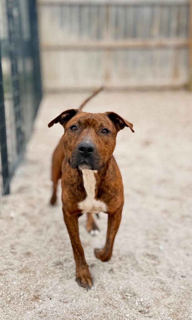 Neveah, Adoptable, Young Female Mixed Breed.