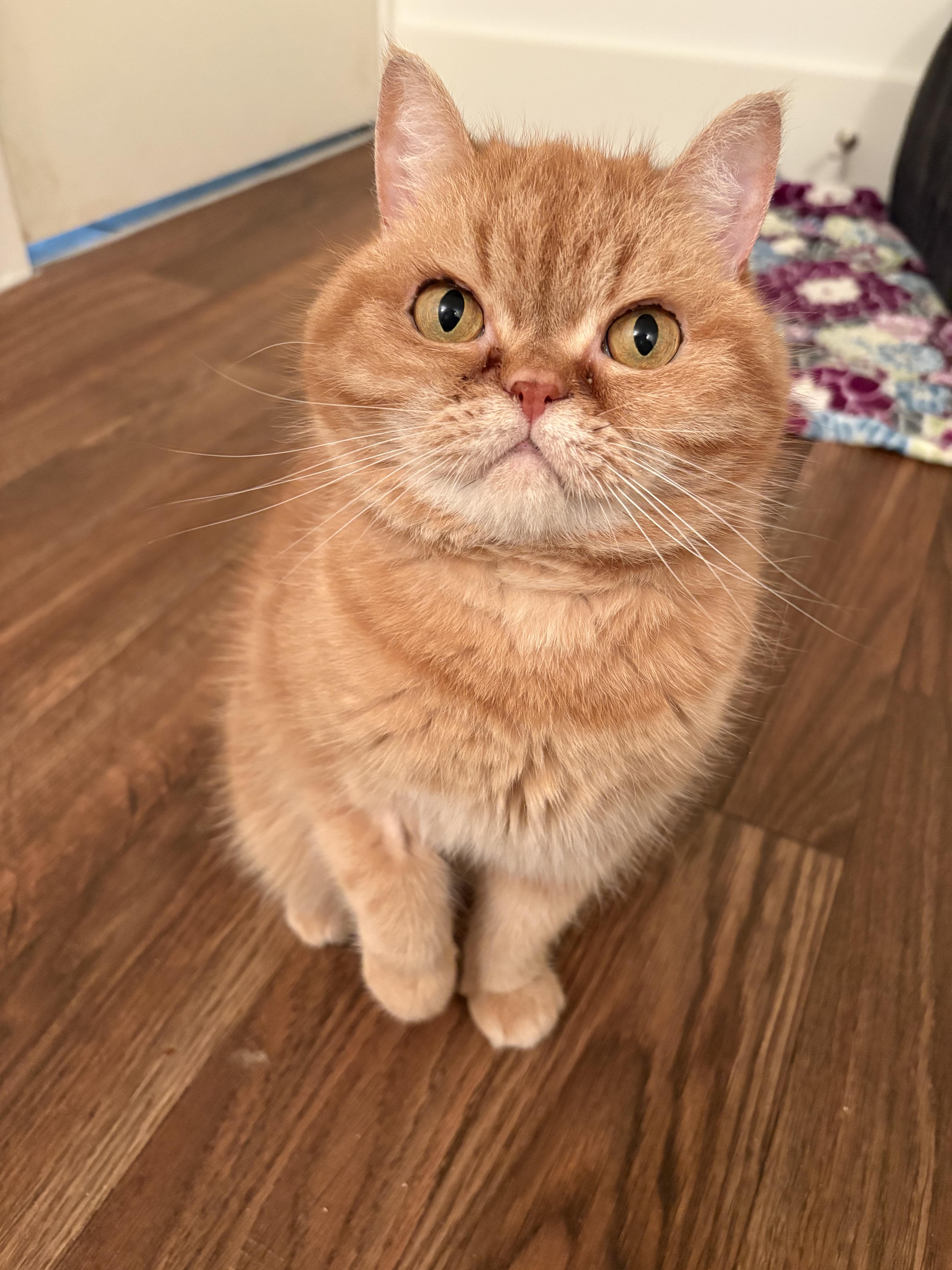 Charlie, ADOPTABLE, Senior Female Persian.