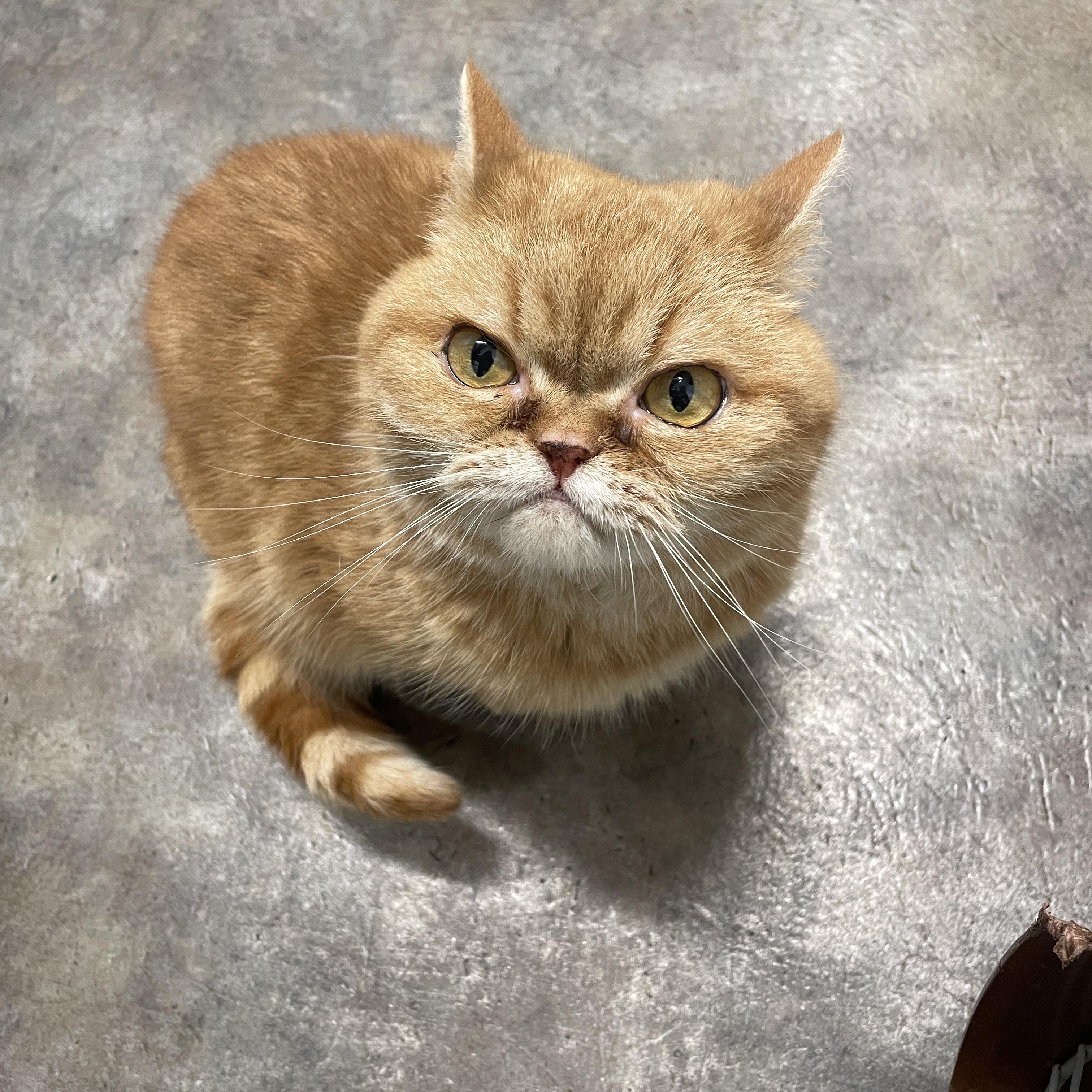 Enlarge Charlie, a ADOPTABLE Persian in Salt Spring Island, BC image 3/5