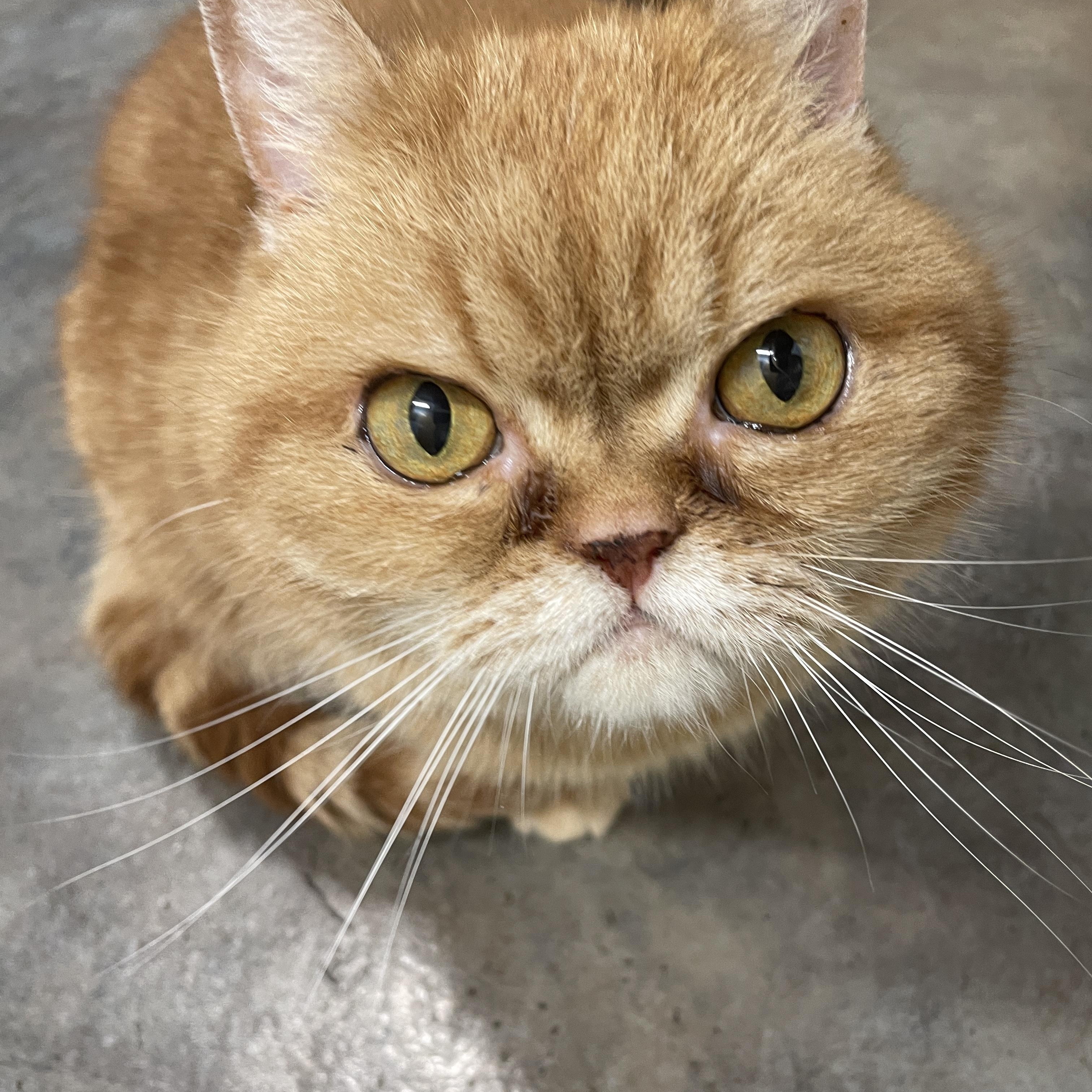 Enlarge Charlie, a ADOPTABLE Persian in Salt Spring Island, BC image 2/5