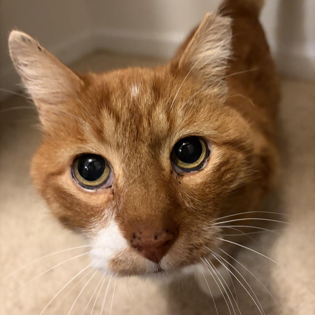 Dusty, Adoptable, Senior Male Domestic Short Hair.