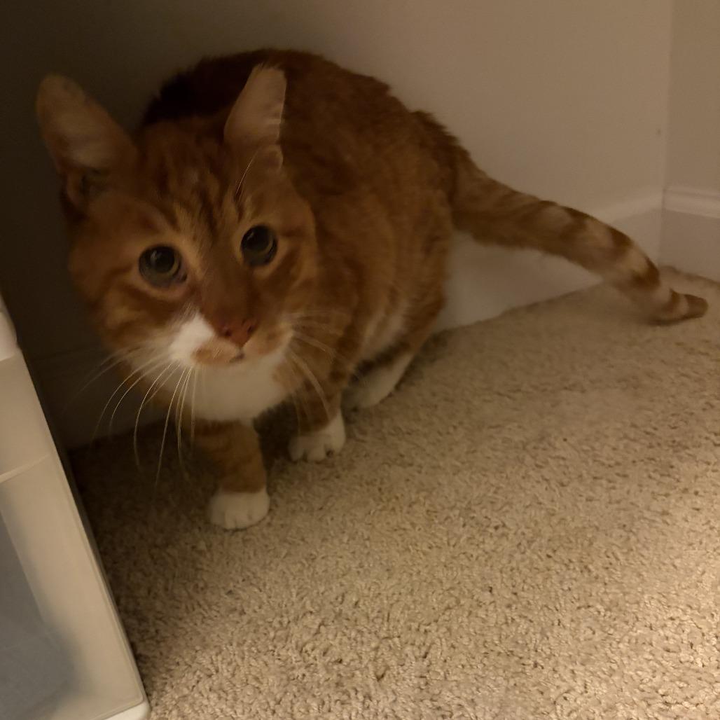 Dusty, a Adoptable Domestic Short Hair in Bloomington, IL image 2/2