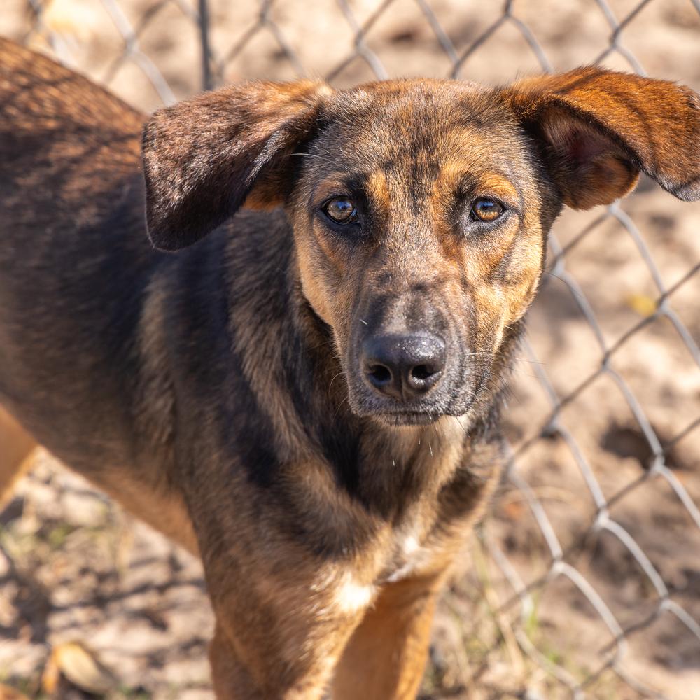 Twilight, Adoptable, Young Male German Shepherd Dog & Labrador Retriever.