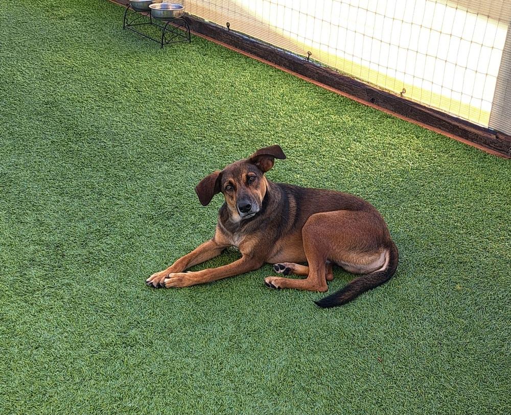 Enlarge Twilight, a Adoptable mixed breed in Winter Garden, FL image 2/6