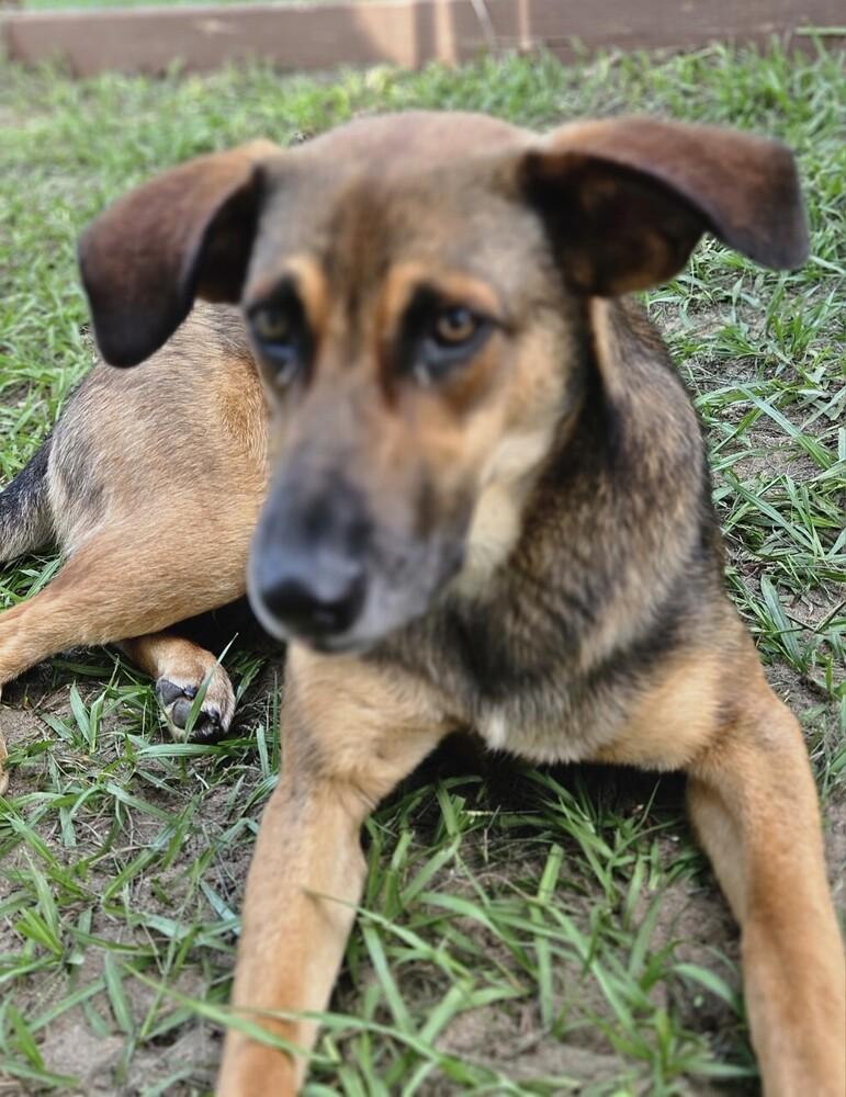Enlarge Twilight, a Adoptable mixed breed in Winter Garden, FL image 3/6
