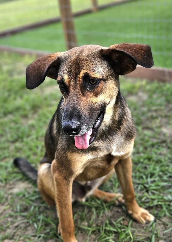 Enlarge Twilight, a Adoptable mixed breed in Winter Garden, FL image 4/6