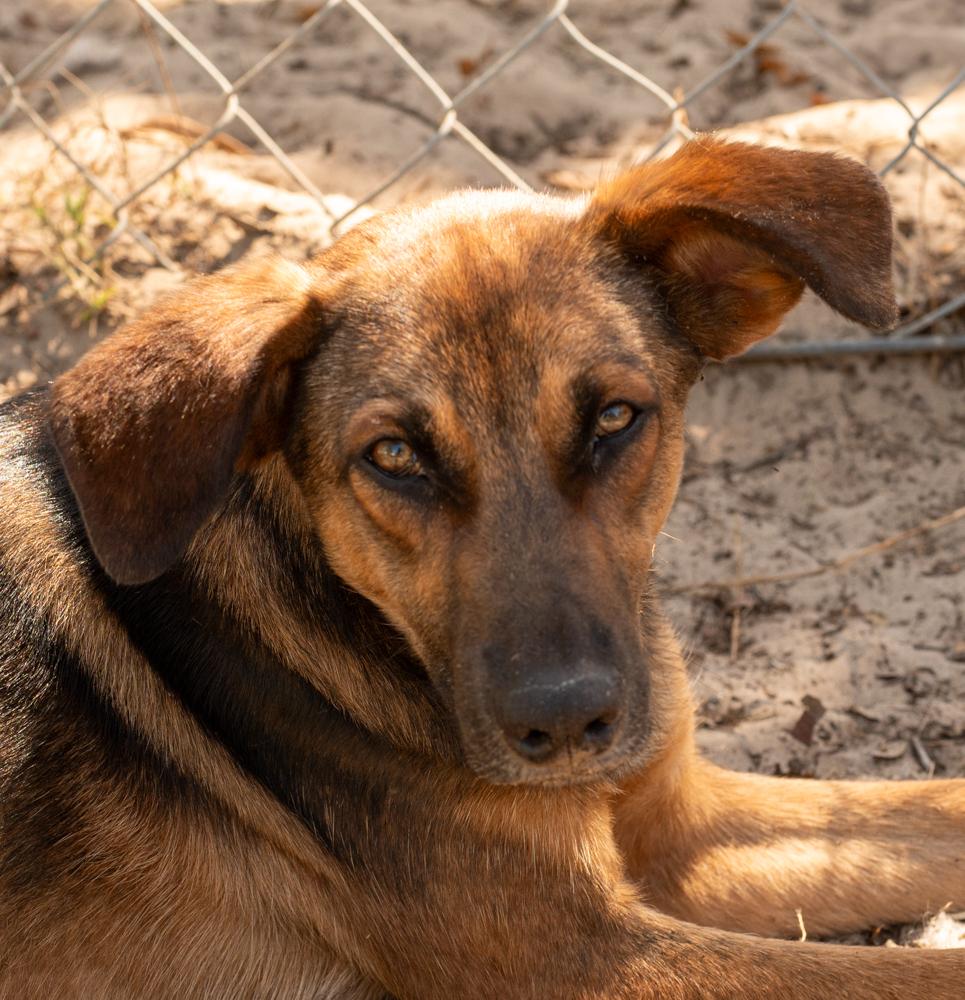 Enlarge Twilight, a Adoptable mixed breed in Winter Garden, FL image 5/6