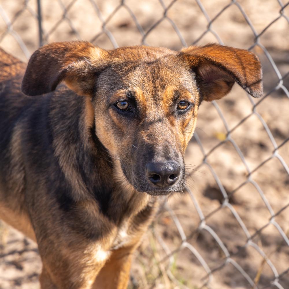 Enlarge Twilight, a Adoptable mixed breed in Winter Garden, FL image 6/6