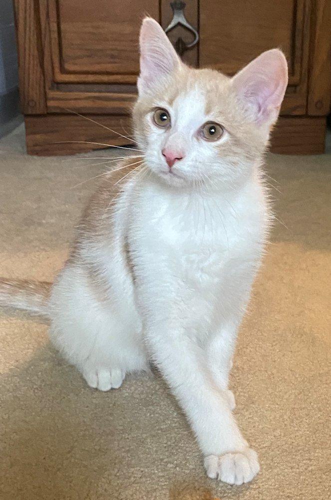 Zen and Benny - kittens , a Adoptable Domestic Short Hair in White Bear Lake, MN image 3/6