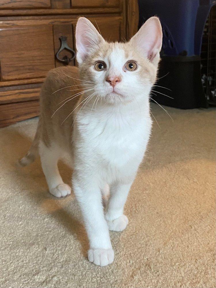 Zen and Benny - kittens , a Adoptable Domestic Short Hair in White Bear Lake, MN image 4/6