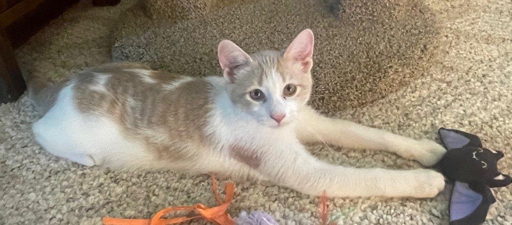 Zen and Benny - kittens , a Adoptable Domestic Short Hair in White Bear Lake, MN image 6/6
