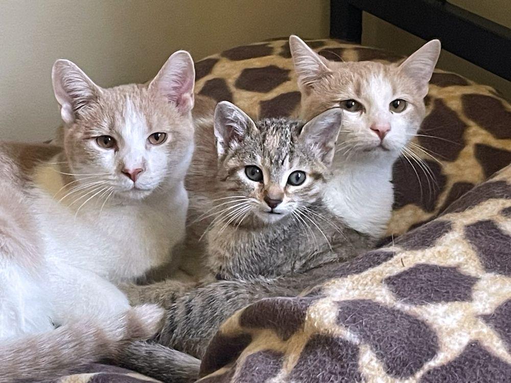 Zen and Benny - kittens , a Adoptable Domestic Short Hair in White Bear Lake, MN image 2/6
