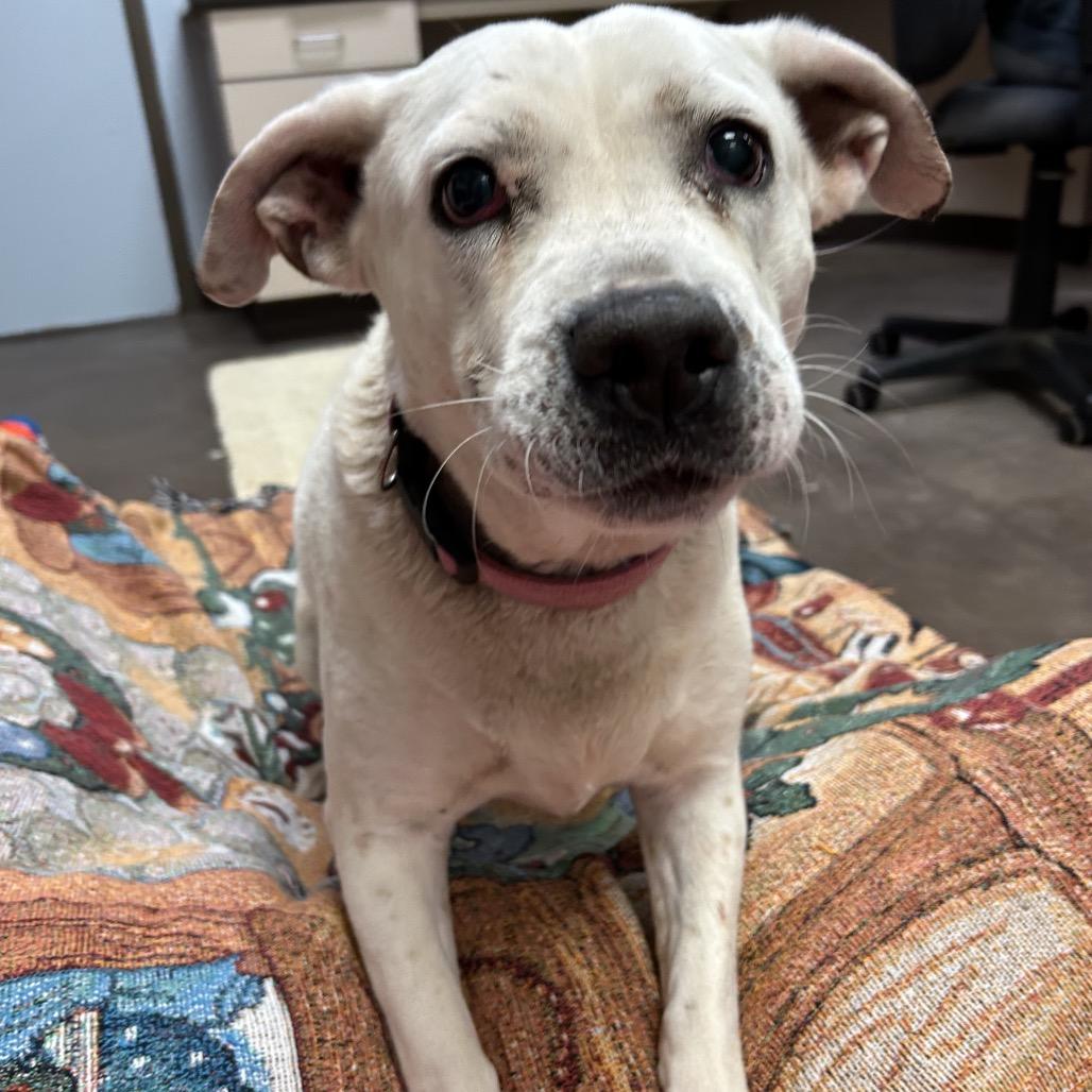 Bella -in foster!, Adoptable, Adult Female Pit Bull Terrier & Mixed Breed.