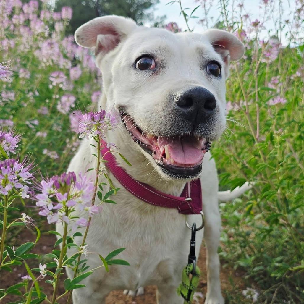 Bella - In Foster!, a Adoptable mixed breed in Flagstaff, AZ image 2/6