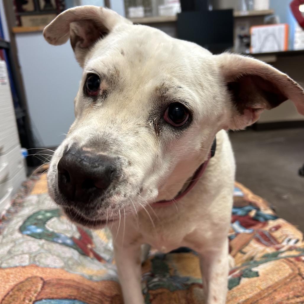 Enlarge Bella -in foster!, a Adoptable mixed breed in Flagstaff, AZ image 2/6