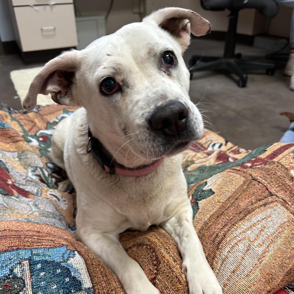 Enlarge Bella -in foster!, a Adoptable mixed breed in Flagstaff, AZ image 3/6