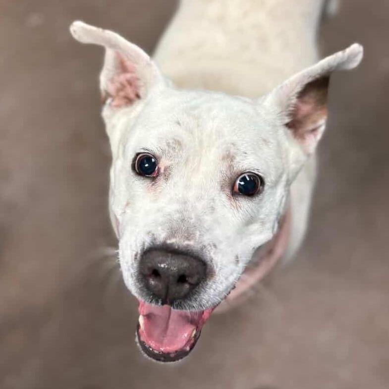 Enlarge Bella -in foster!, a Adoptable mixed breed in Flagstaff, AZ image 4/6